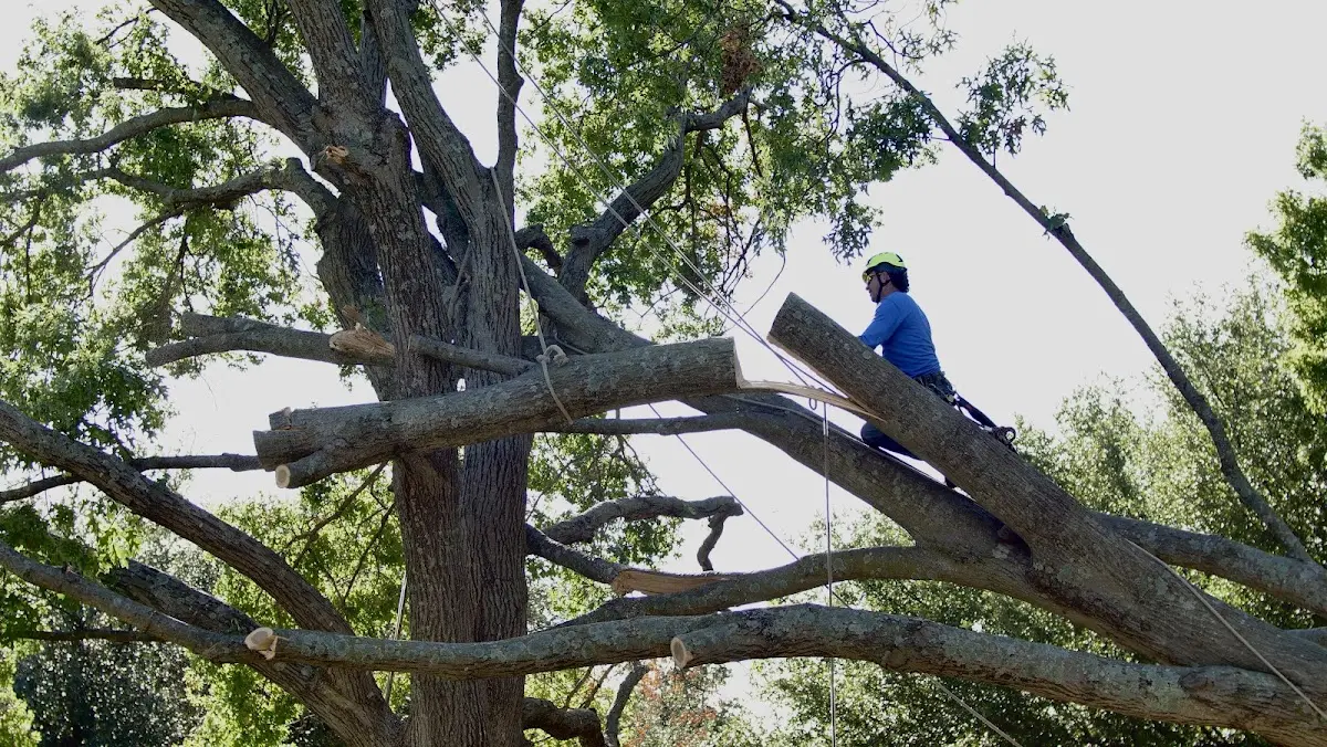 Professional Crown Thinning performed by certified arborists in New Burnside